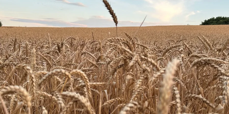Port bottlenecks trigger sharp collapse in Russian grain exports