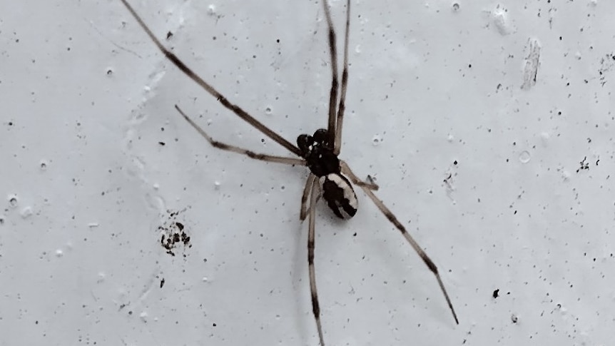 Male redback's bizarre death somersault during sex is in its genes