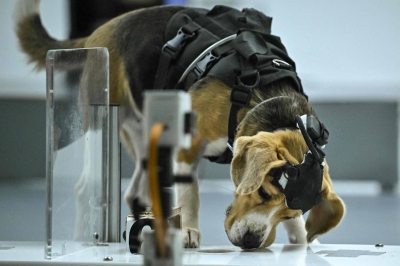 Can dogs sniff cancer? AI joins the hunt in India