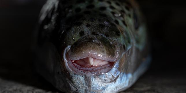 In Greece, the spread of the invasive and toxic pufferfish is a scourge for fishers