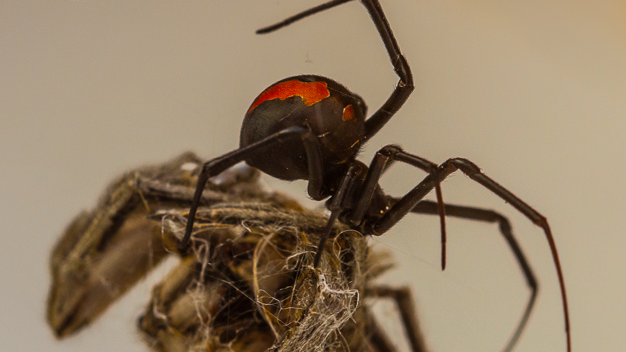 Genetics triggers male black widows to blackflip into death, study finds