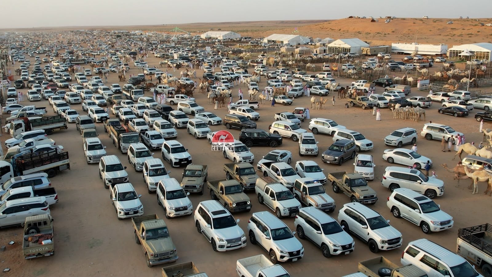 Mudraj Camel Auction drives major economic activity in Qassim