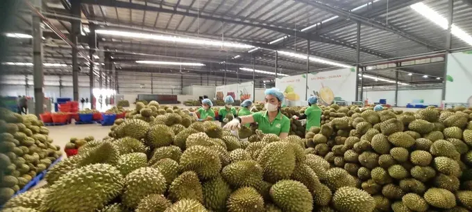 Durian prices fall as exports surge, China remains key market