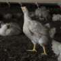 Genetic neighborhoods distinguish harmful poultry bacteria from harmless strains