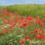 Organic farming outperforms wildflower strips on profits while both improve farm biodiversity