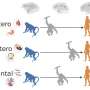 Self-processing brain systems show both conservation and reorganization across primates