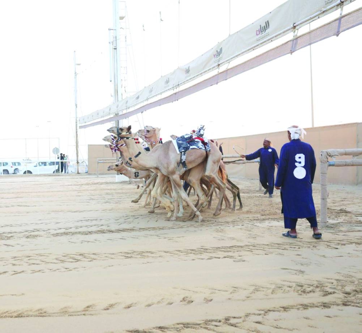 First local camel race kicks off at Al Shahaniya