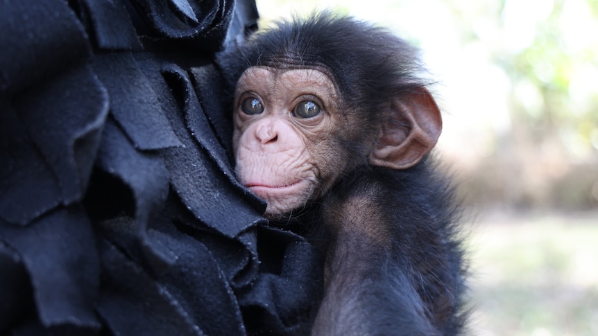 Zoo's attempted reunion between baby chimp and mum ends in aggression