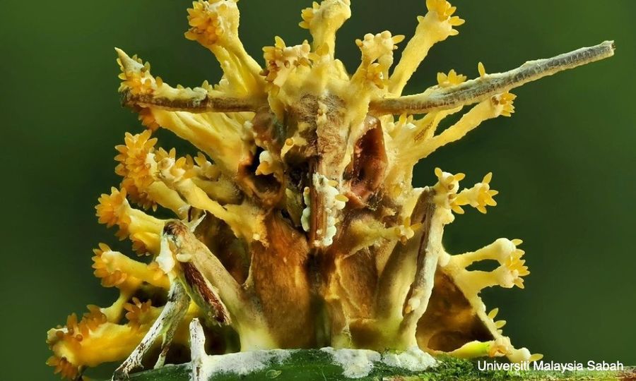 SNAPSHOT | Cops probing Hadi's US conspiracy remarks; UMS researchers discover new parasitic fungi