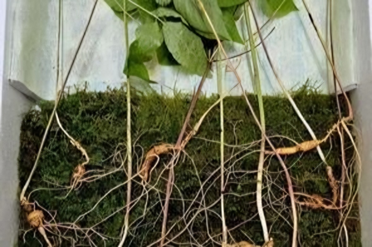 100-year-old wild ginseng worth $74,500 found on Mount Jiri