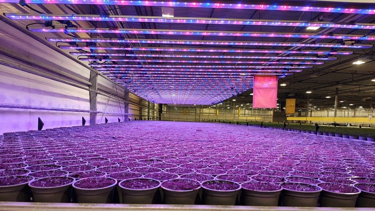 Startup uses software-controlled lights to cut farming costs