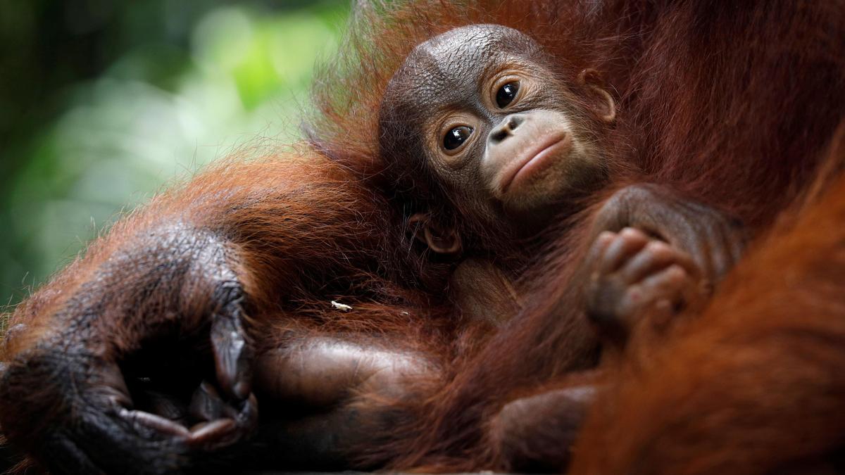 Orangutans not native to India found in Odisha forest; govt orders probe