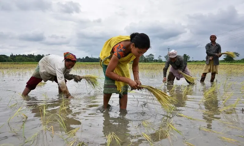 Below-average monsoon threatens crops in India