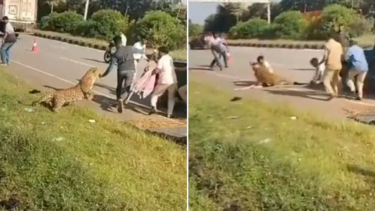 Video: Wounded Leopard Pounces On Forest Official During Rescue Operation In Karnataka’s Davanagere