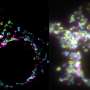 Super-resolution imaging reveals details inside living cells
