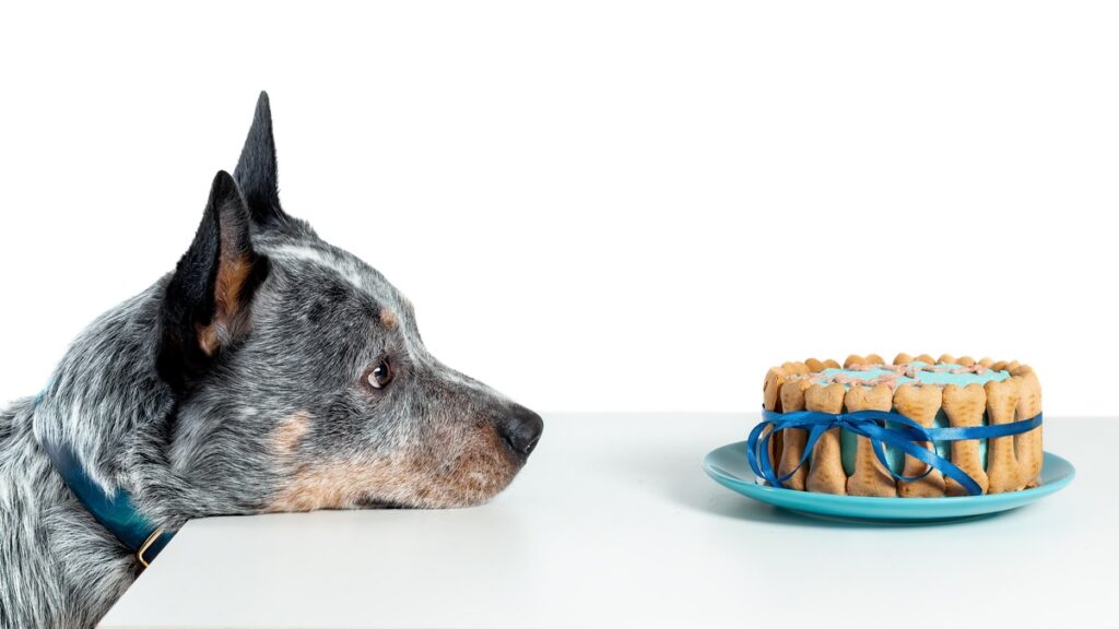 ADANA dog charity asks bakers to help out one slice at a time