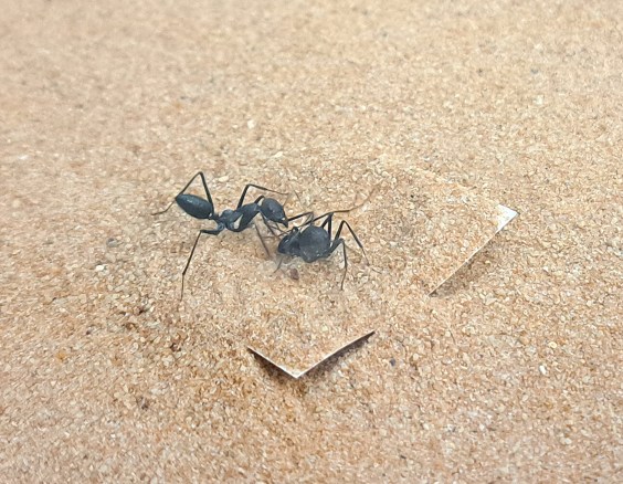 Why Some Ants are Lazy Freeloaders