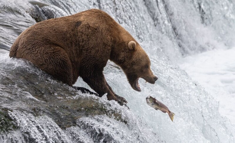BigBear phishing crew nets thousands of Microsoft 365 credentials