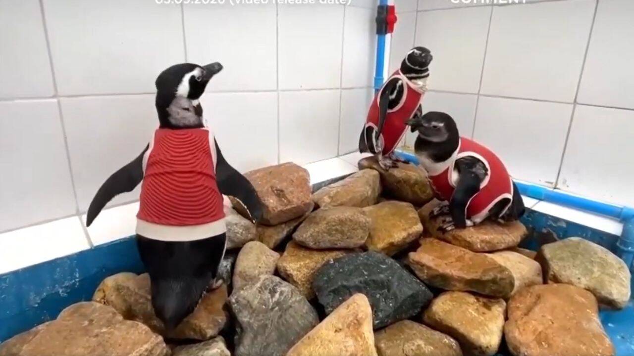 Penguins in Chile are wearing copper vests to help them heal faster