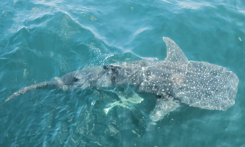 Pakistan announces first national action plan to conserve sharks