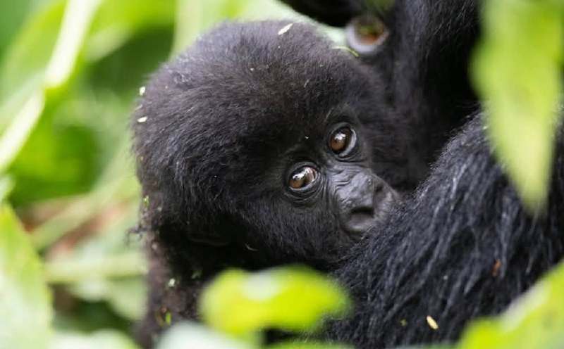 Rwanda to name 22 baby gorillas as conservation, tourism continue to grow