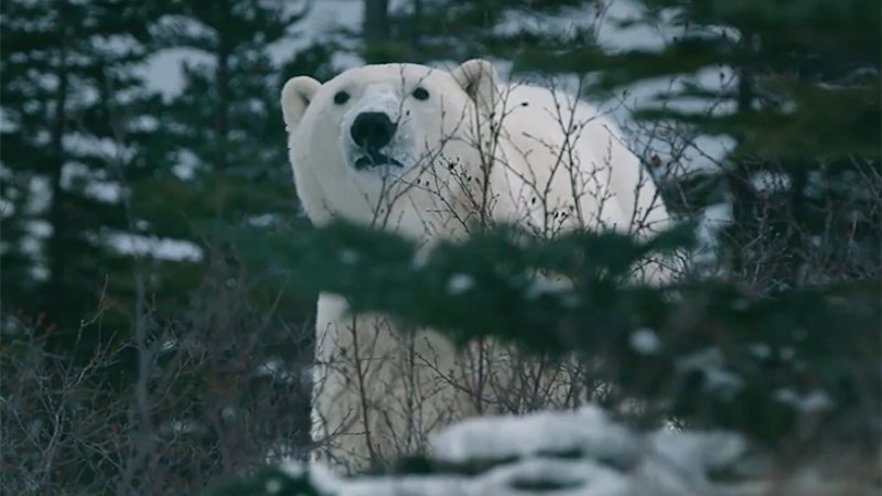 Trailer: Nuisance Bear