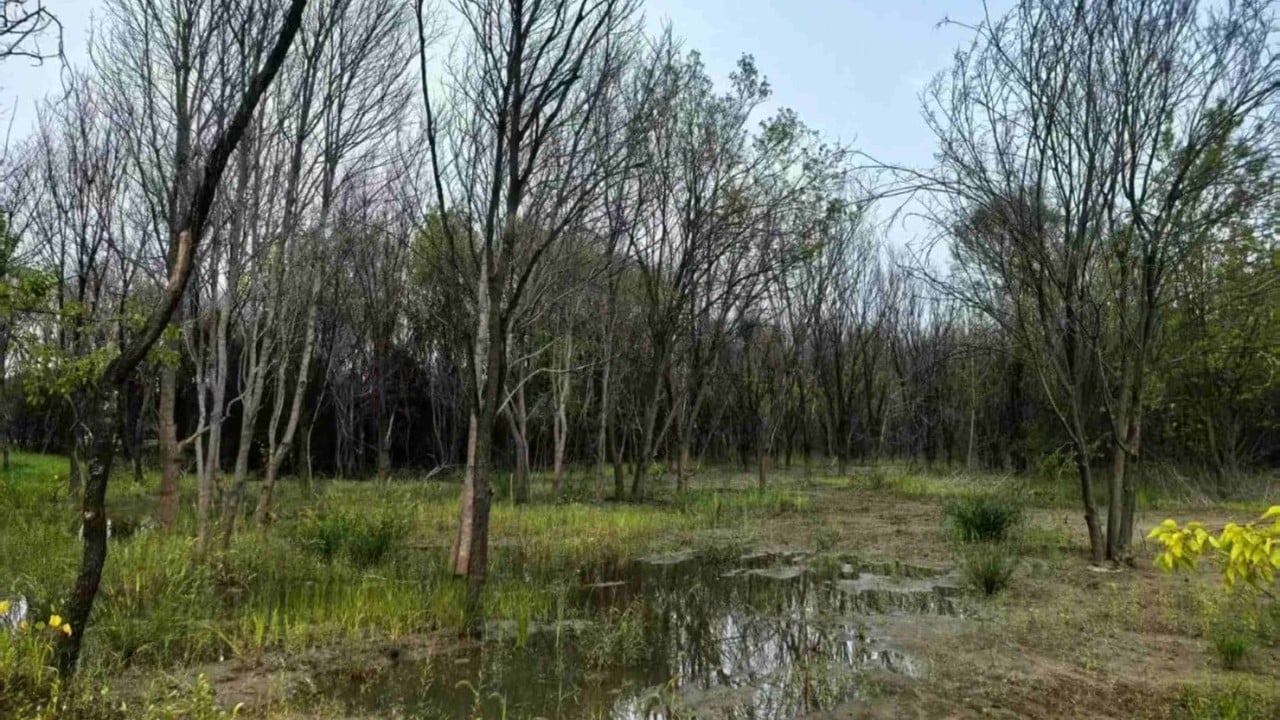 Beijing’s tree die-off reveals hidden risks of rapid underground water recovery