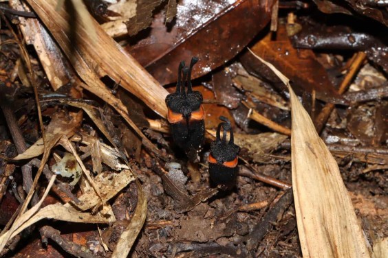 This New “Devil Flower” Species Doesn’t Photosynthesize