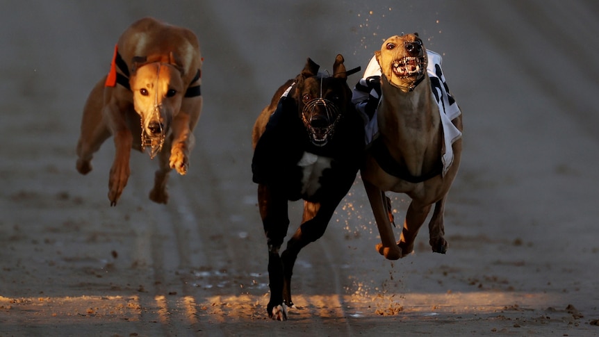 Tasmania's greyhound racing ban closer, some trainers keen on exit scheme