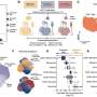 Specific CAR T-cell subgroup could make lower-dose cancer therapy more effective