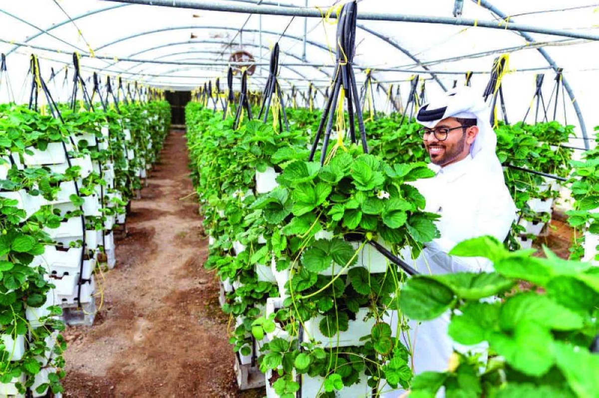 Smart farms seen as key to next phase of food security