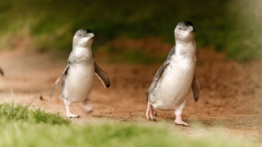 Phillip Island penguins to be vaccinated for bird flu
