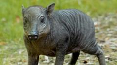 Rare piglet the size of 'a grapefruit with legs' born at zoo