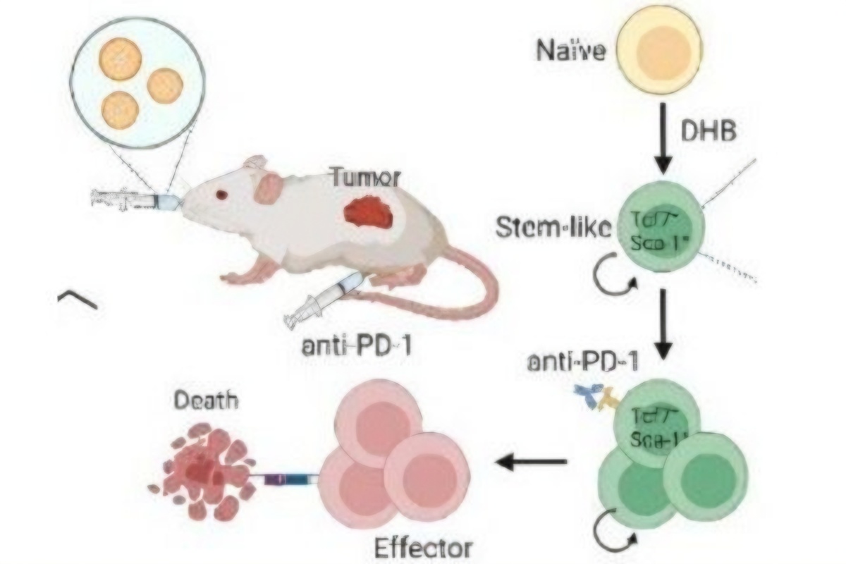 Joint research team develops world's 1st oral microbiome-based nanodrug for cancer immunotherapy