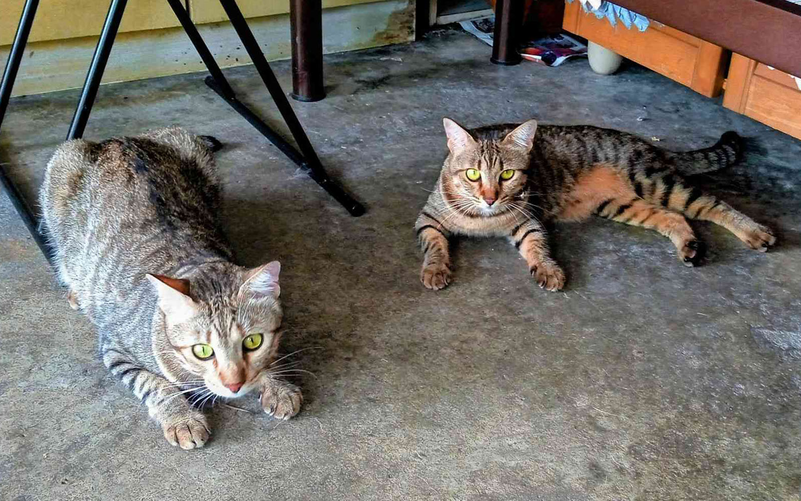 Double the mischief, double the love with Milo and Lipton