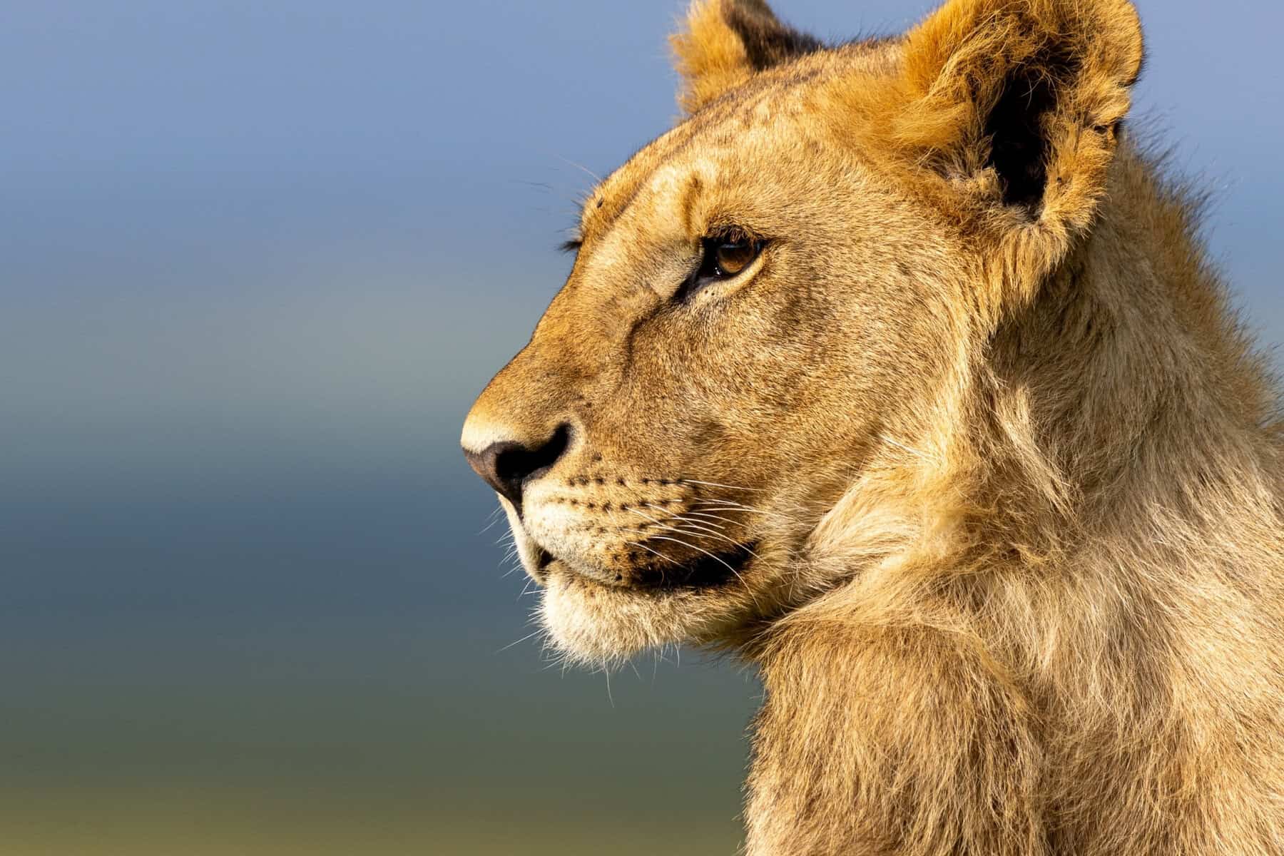National Geographic’s ‘Lion’ took four years, 20 lions and an unpredictable star to make