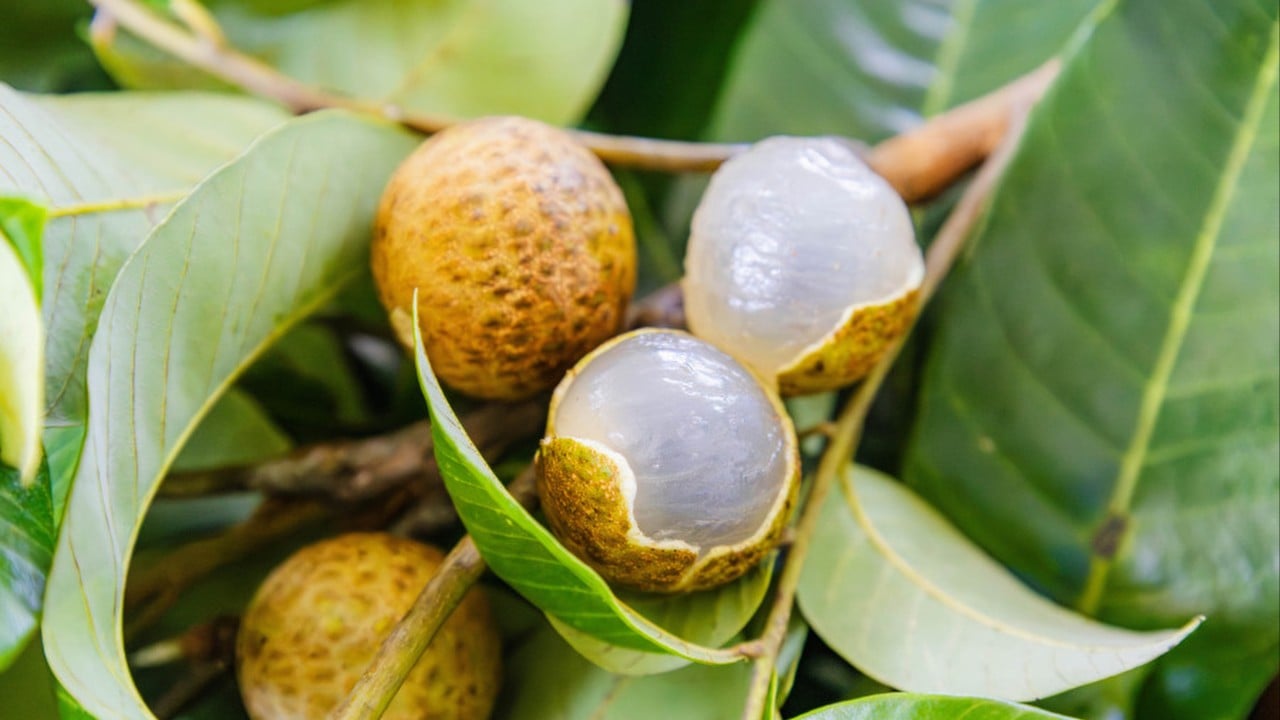 Fruit fusion: how will the market react to Chinese scientists’ lychee-longan creation?