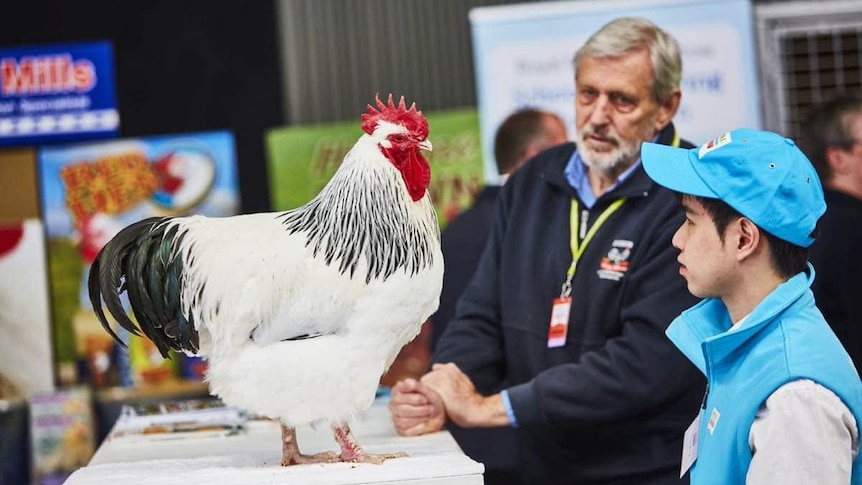 Melbourne Royal Show cancels poultry exhibits due to H5 bird flu spread