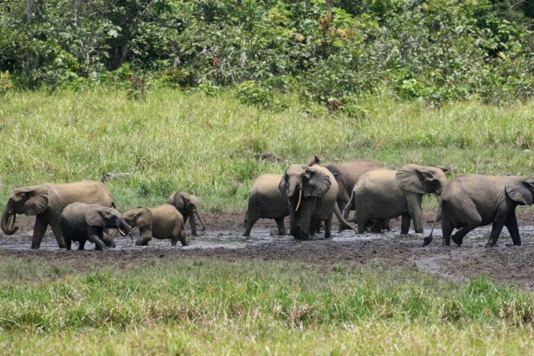World Elephant Day: How these giants are adapting to a changing world