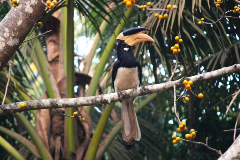 In India, sacred groves serve as vital nurseries for future forests
