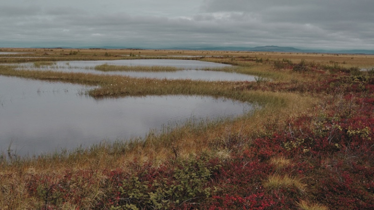 What Peatlands Can Teach Us About Time