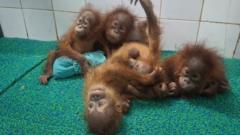 Baby orangutans found in Indian forest spark trafficking inquiry