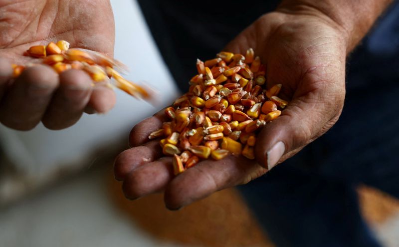 Argentina's corn exports set for record as war in Ukraine, European heat wave reshape trade