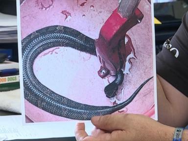 WATCH: Venomous snake found in high school football player's helmet