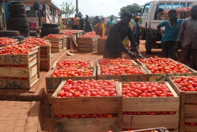 Ghana’s tomato, ginger shortfalls deepen import bill, CSIR researchers say