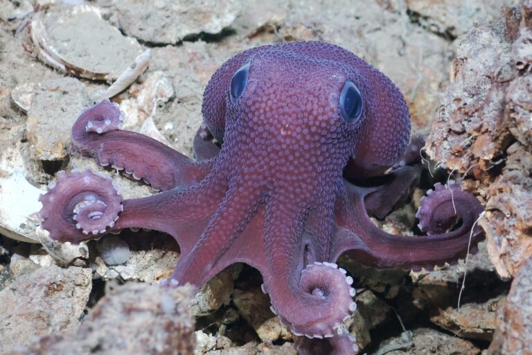 Caribbean scientists document uncharted deep-sea waters in Trinidad and Tobago