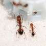 Taking the sting out of fire ants with genomics
