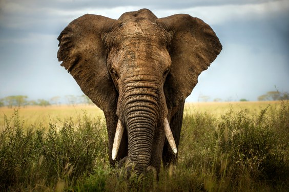 Elephants Think Before They Act