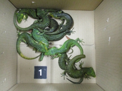 Mexican man arrested over attempt to smuggle some 200 lizards into Japan