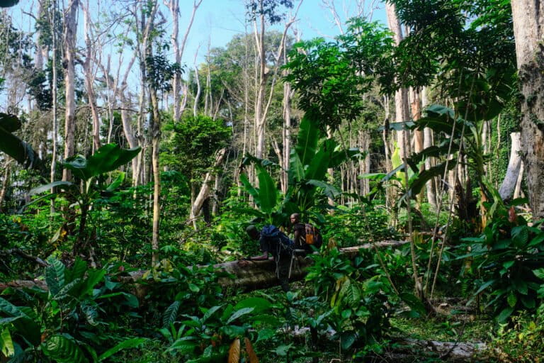 Cacao plantations in Liberia encroach into proposed Kwa national park
